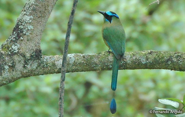 whooping_motmot