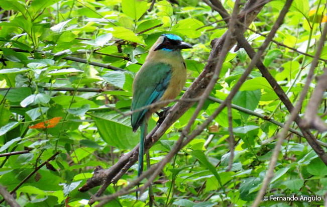whooping_motmot
