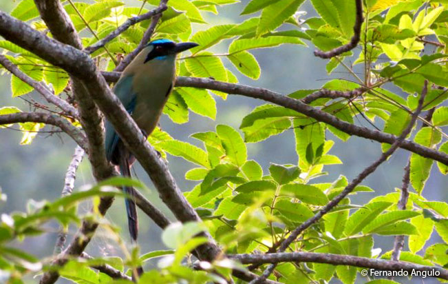 whooping_motmot