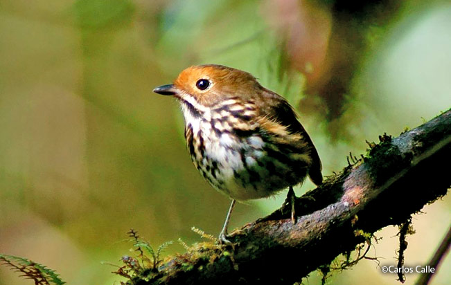Ochre-fronted-antpitta