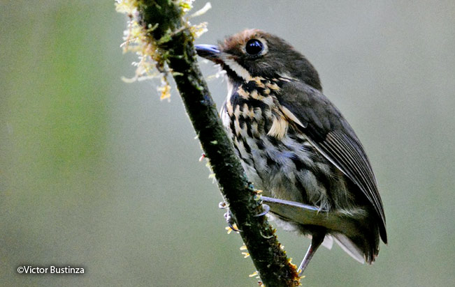 Ochre-fronted-antpitta