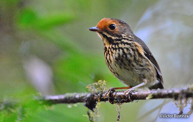 Ochre-fronted-antpitta