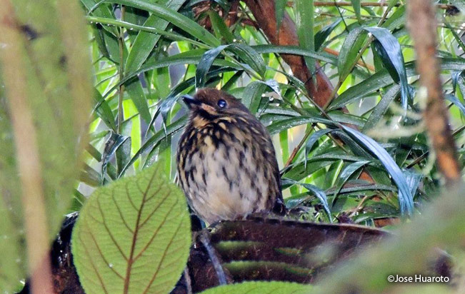 Ochre-fronted-antpitta