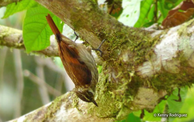 slender-billed_xenops