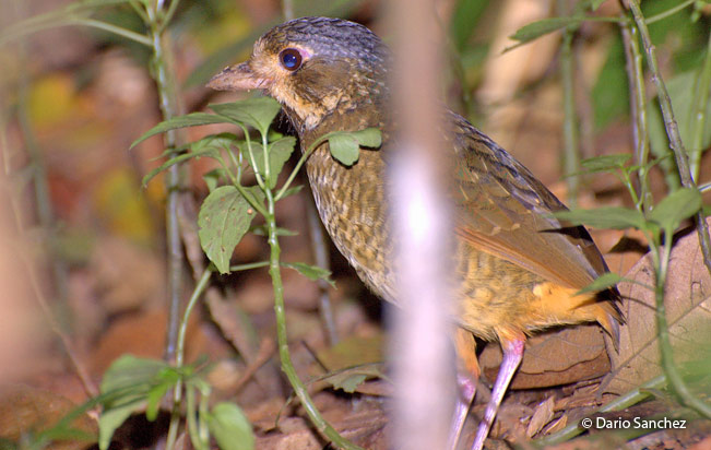 Variegated_Antpitta