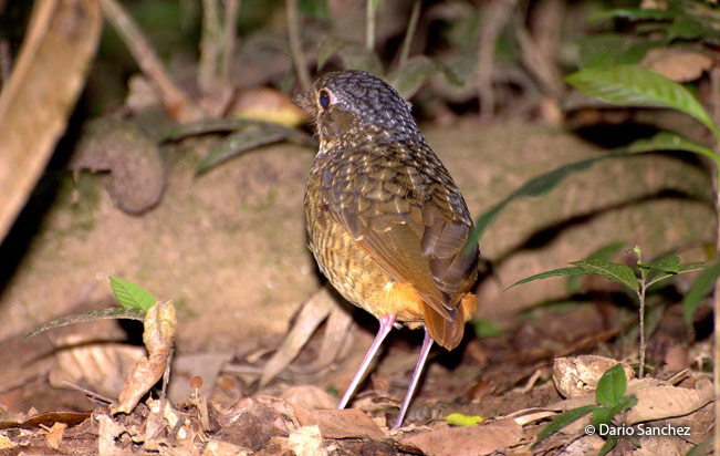 Variegated_Antpitta
