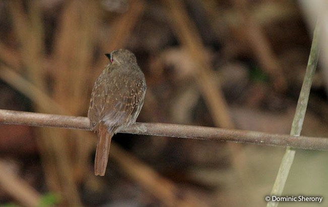 White-whiskered-puffbird