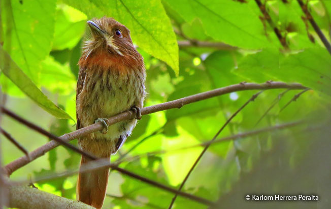 White-whiskered-puffbird
