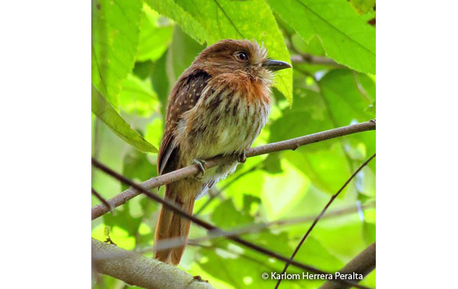 White-whiskered-puffbird
