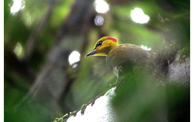 Yellow-throated-woodpecker