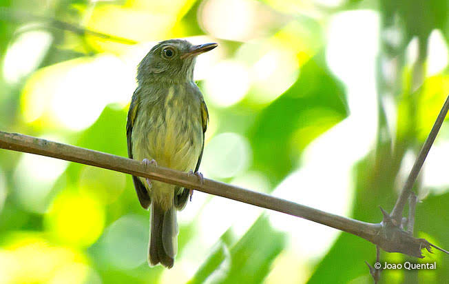 acre_tody-tyrant