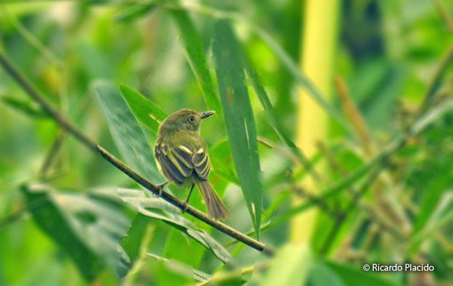 acre_tody-tyrant