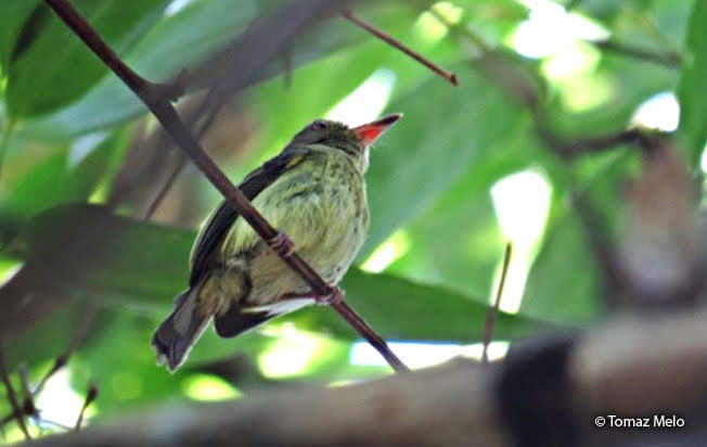 acre_tody-tyrant