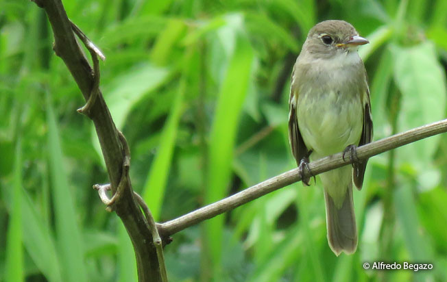 alder_flycatcher