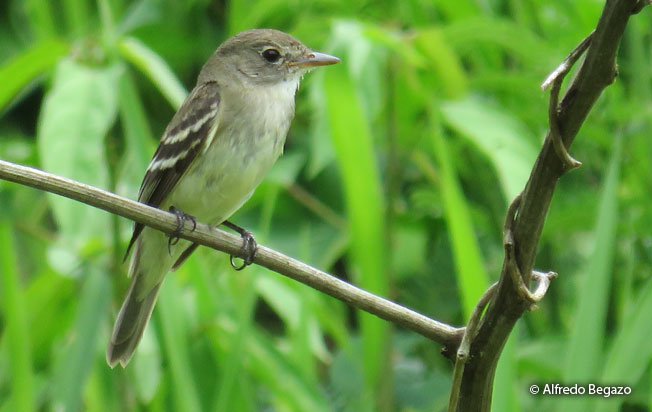 alder_flycatcher