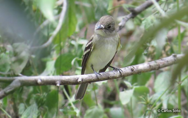 alder_flycatcher