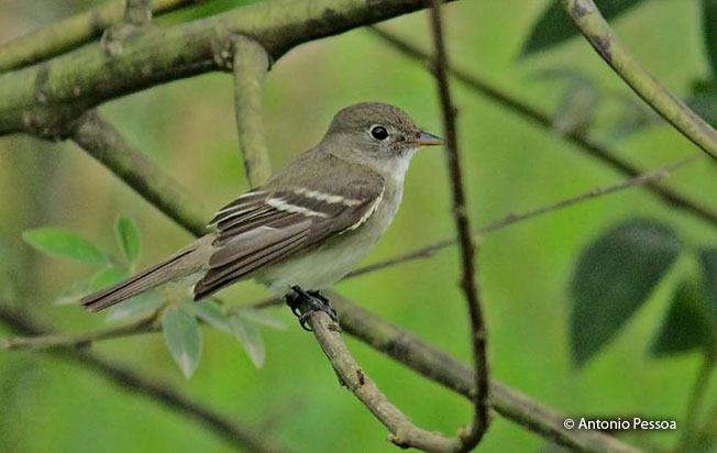 alder_flycatcher