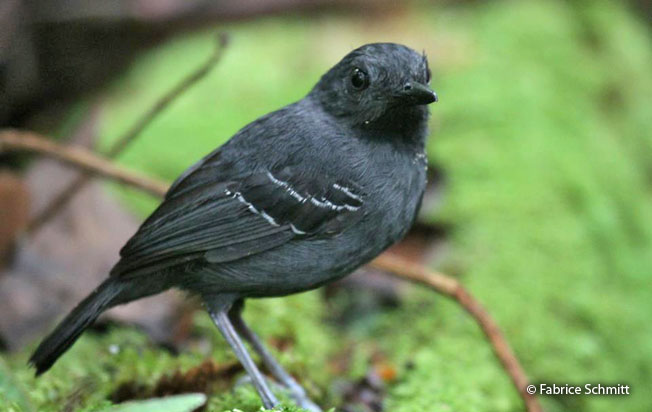 allpahuayo_antbird