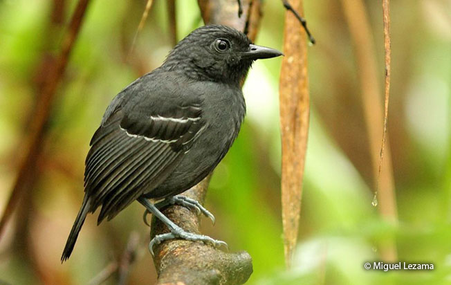 allpahuayo_antbird