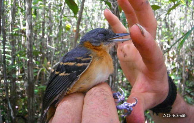 allpahuayo_antbird
