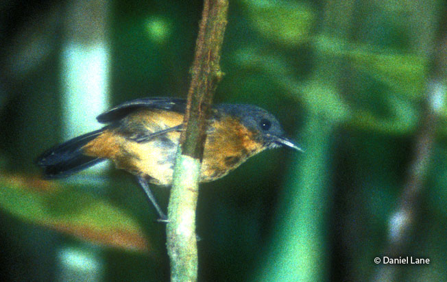 allpahuayo_antbird