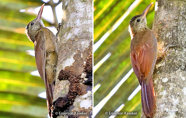 amazonian-barred_woodcreeper