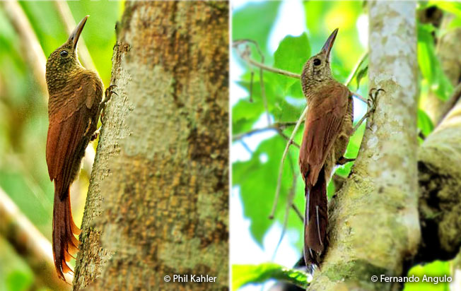 amazonian-barred_woodcreeper