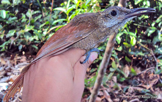 amazonian-barred_woodcreeper