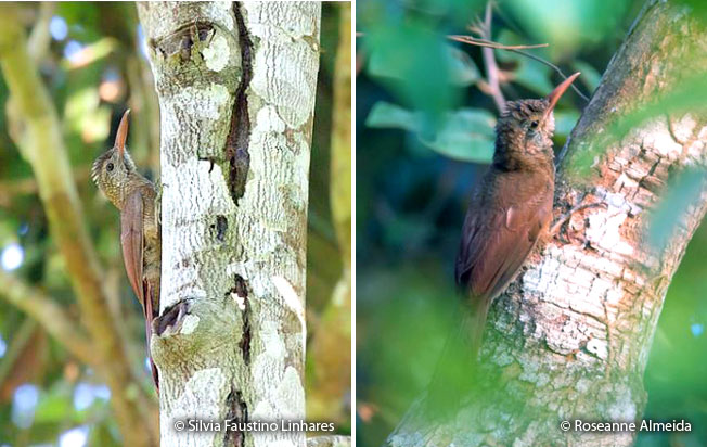 amazonian-barred_woodcreeper