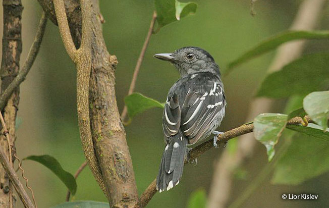 amazonian_antshrike