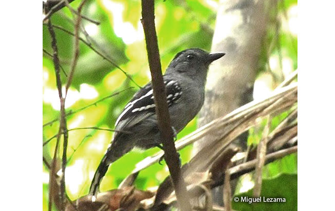 amazonian_antshrike