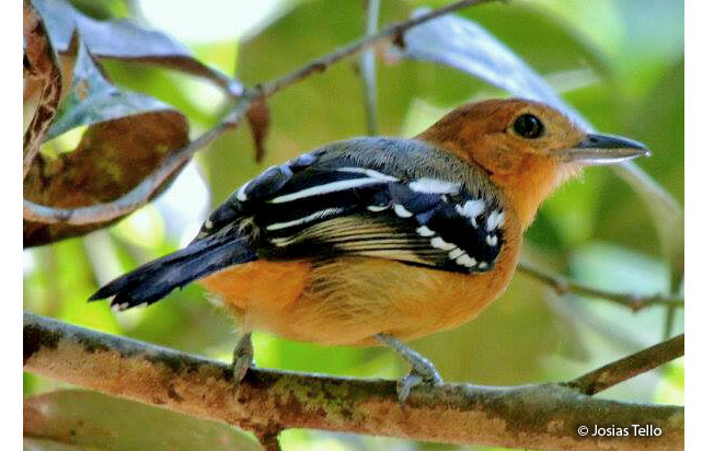 amazonian_antshrike