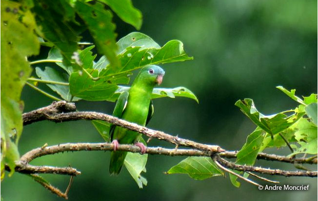 amazonian_parrotlet
