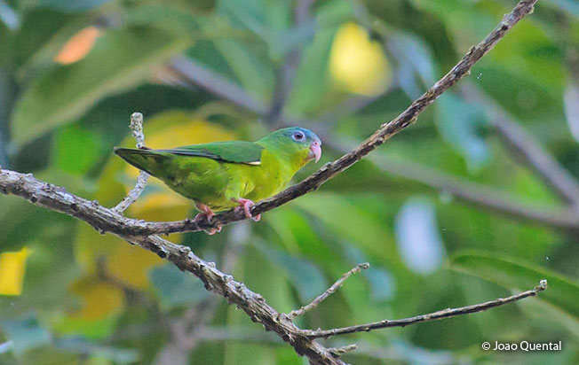 amazonian_parrotlet
