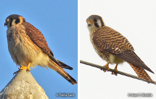 american_kestrel