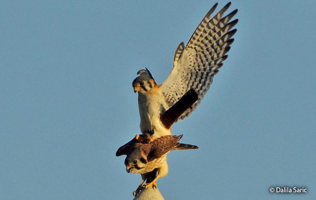 american_kestrel
