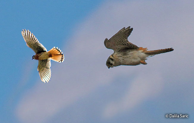 american_kestrel