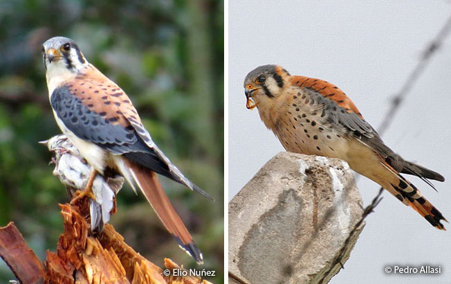 american_kestrel