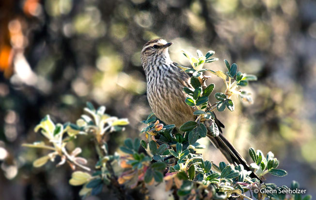 andean_tit-spinetail