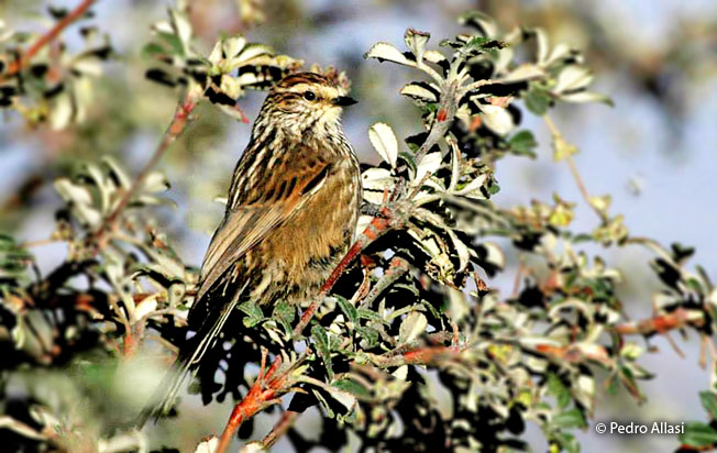 andean_tit-spinetail
