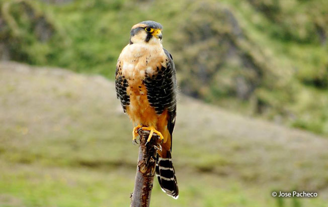aplomado-falcon