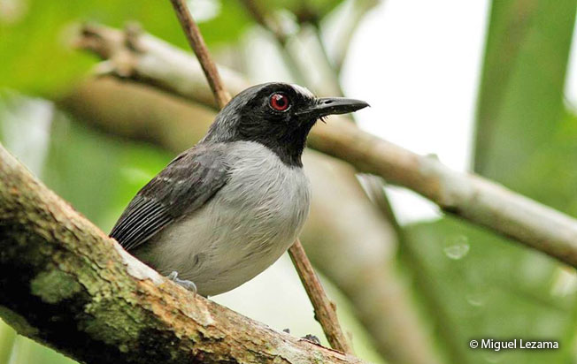 ash-breasted_antbird
