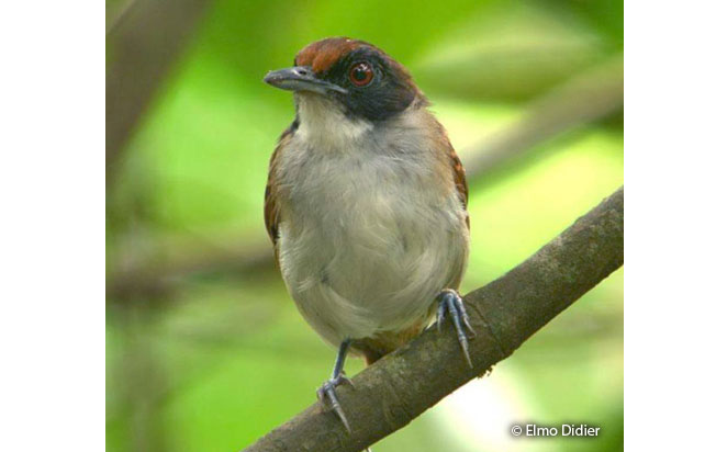 ash-breasted_antbird