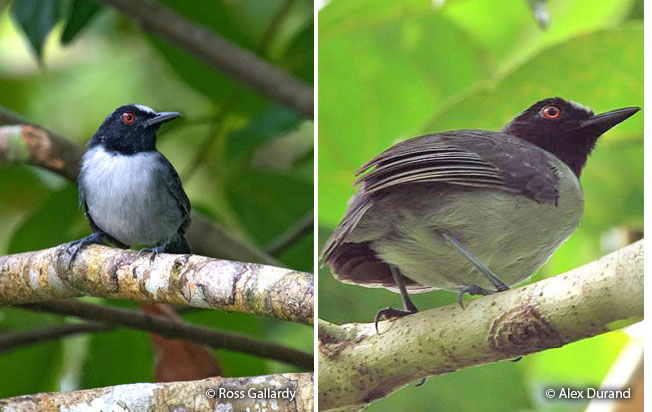 ash-breasted_antbird
