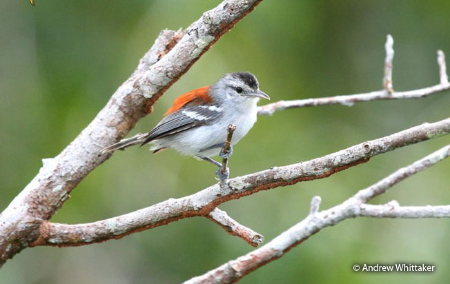 ash-winged_antwren