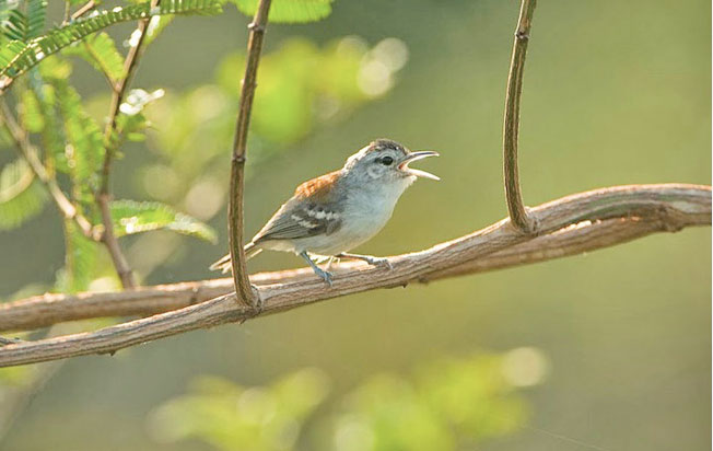 ash-winged_antwren
