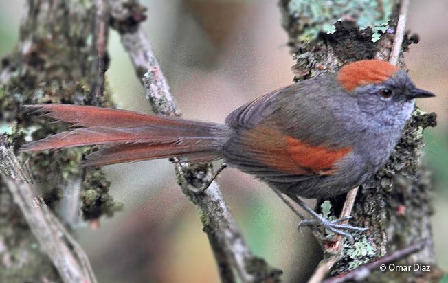 azara's_spinetail