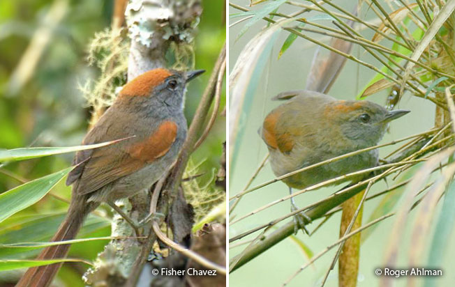 azara's_spinetail