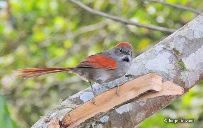 azara's_spinetail
