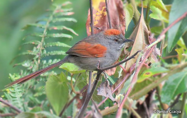 azara's_spinetail